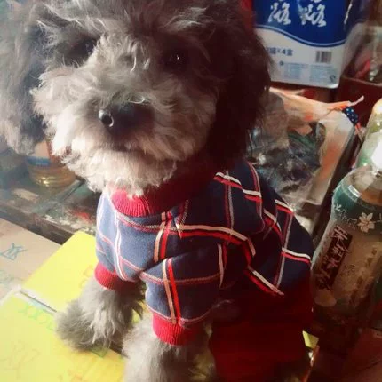 Собачья одежда плюшевая осень и зимняя щенка кошачья домашняя одежда VIPS, а не медведя Corgi четырехдубленная одежда для хлопчатобумажной одежды