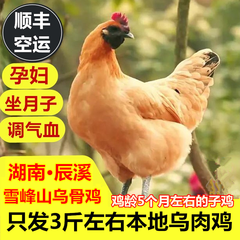 Hunan Xiangxi Xuefeng black-bone chicken farm free-range native chicken moon chicken chicken walking chicken old hen Rooster Shunfeng