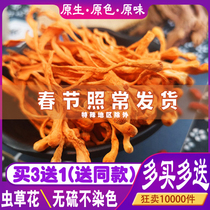 Worm Grass Flower Dry Cargo Special Class Non Wild Spore Head North Gold Chrysalis Caterpillar Fungus Fresh Selection Saucepan Soup Material 200g