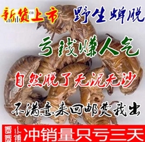 Cicada sown cicada shell worms worms retreated monkey shell Golden Cicada 57 yuan 500 grams Special