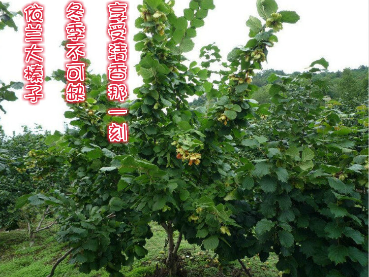 挚恒 平欧大果榛子 原味开口熟榛子 500g 图4