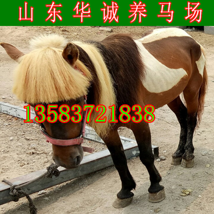 Ngựa, ngựa sống, ngựa, vật nuôi, ngựa nhỏ, người lớn, ngựa, trẻ em cưỡi ngựa nhỏ, ngựa nhà - Nguồn cung cấp ngựa & ngựa giá yên ngựa