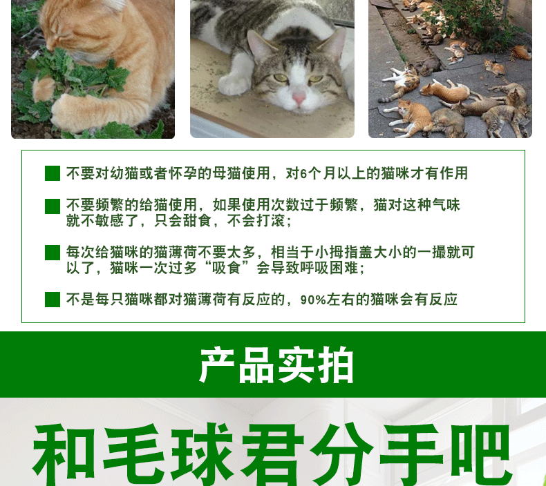 Bột catmint vui mừng catnip cỏ mèo để tóc bóng mèo snack vật nuôi mèo cung cấp 250ml * 2 lon thức ăn cho mèo 2 tháng tuổi