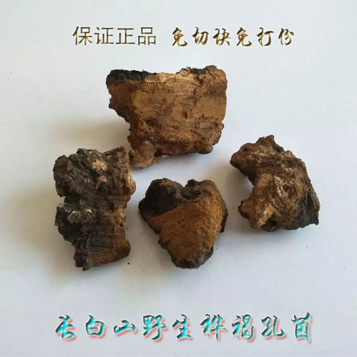 Long white mountain wild birch tree yellow white birch birch brown pore fungus birch-free cutting block grinding powder 500g