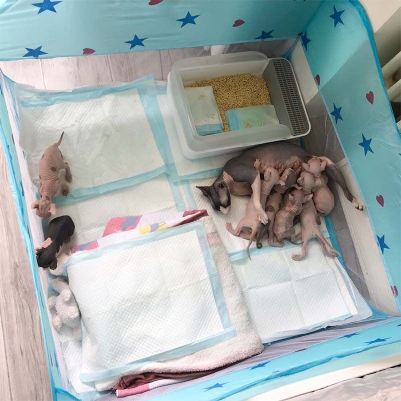 Simple Cat Production House Fold-free Pregnancy Cat Production House Supplies Dogs Produce Nest Kitty Tent Pet Tents