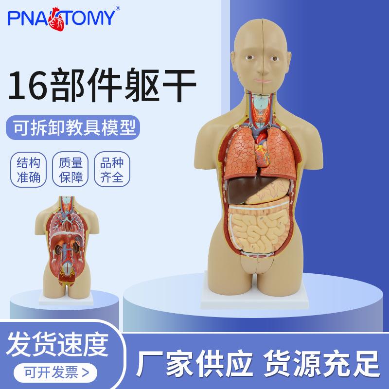 人体器官解剖模型人体内脏结构人体拼装躯干模型