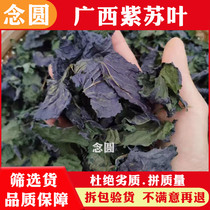 (Nianyuan) Perilla 250g Guangxi dried perilla leaves farm fresh dried perilla leaves perilla leaves to remove fishy smell