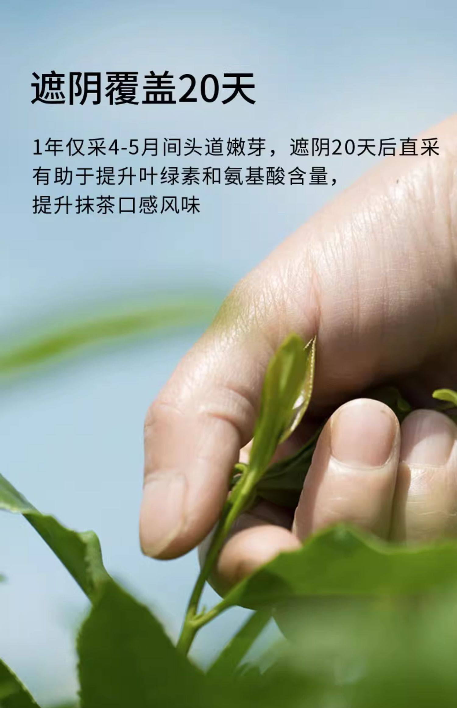 贵茶  欧标纯抹茶粉30g/包 冲饮小包装 生椰牛奶拿铁烘焙