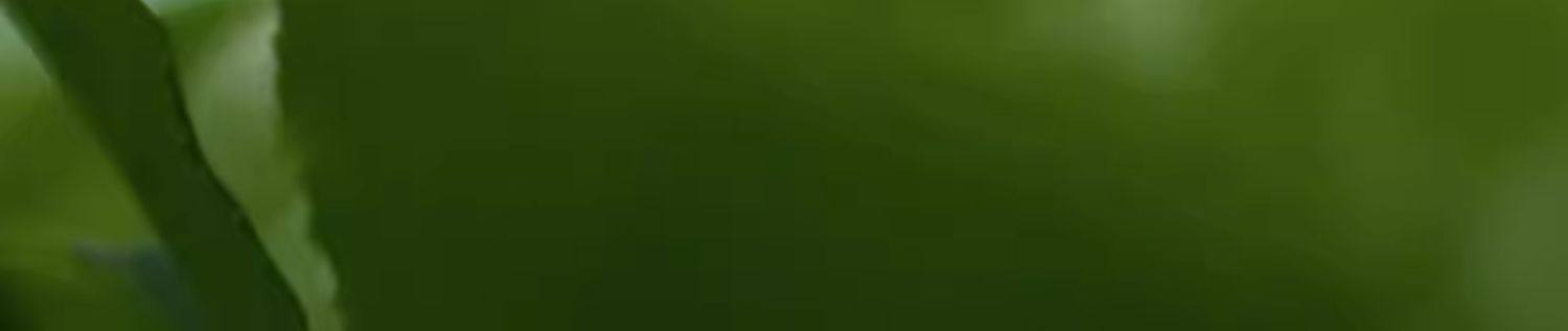 贵茶  欧标纯抹茶粉30g/包 冲饮小包装 生椰牛奶拿铁烘焙