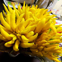 (Big fruit super big fruit) super large bergamot Jinhua bergamot bergamot smell fragrant clear for ornamental Bergamot