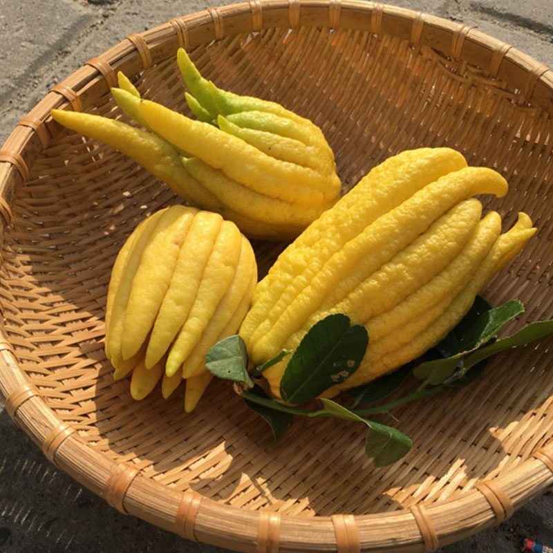 (Now picked and issued) Golden Bergamot Jinhua Bergamot Fresh Fruit Golden Bergamot Citrus Bergamot Fruit edible