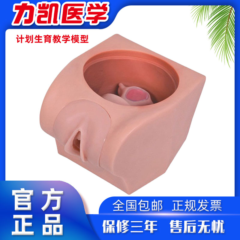 力凯LK/FT33B计划生育教学模型妇产科避孕女性生殖器解剖结构练习