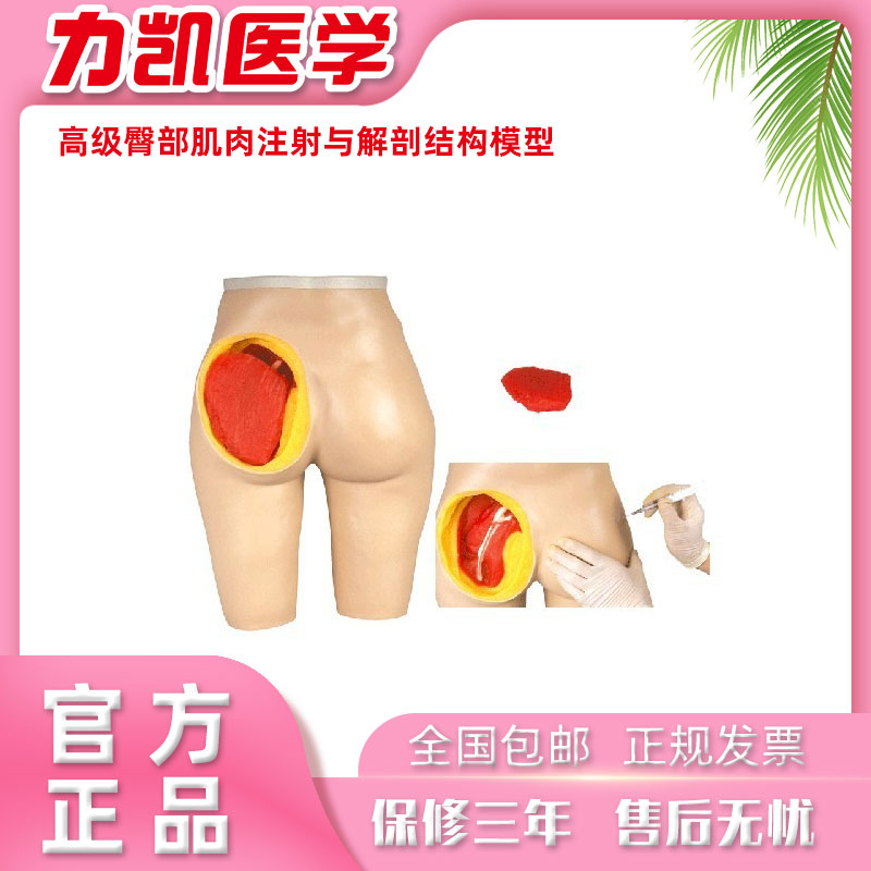 力凯医学LK/H10C高级臀部肌肉注射与解剖结构模型