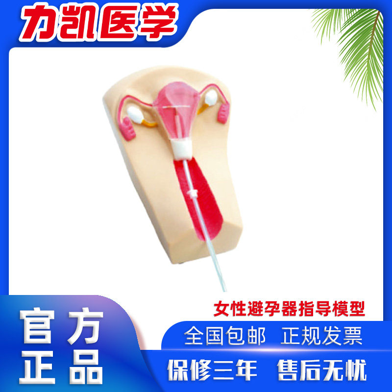 力凯LK/F5L-2女性避孕器指导模型妇产孕妇生殖器计生半透明子宫