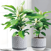 White orchid potted plant strong fragrance long flowering period courtyard garden perennial easy-to-grow woody ornamental green plant four-season flowers