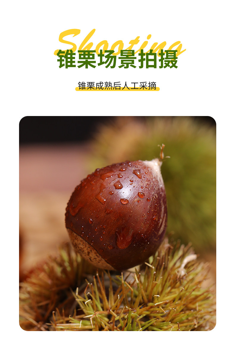 【中国直邮】 爱生活 建瓯锥栗  板栗  农家现摘  中果直径约(2.0-2.3cm)  500g/袋