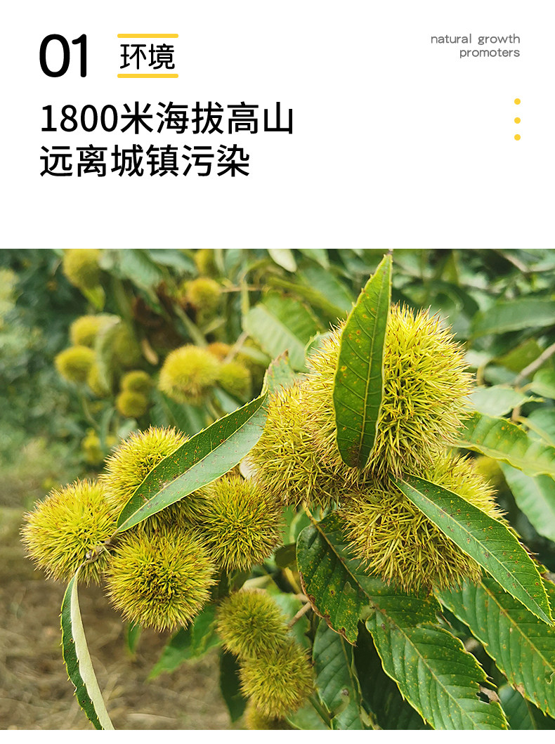 【中国直邮】 爱生活 建瓯锥栗  板栗  农家现摘  中果直径约(2.0-2.3cm)  500g/袋