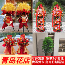 Qingdao Opening Flower Basket Flowers Courier Big Wheat Ears Hair Treasure Tree Green Planting Co-City Distribution Opening A Couple That Is Inkling Degree