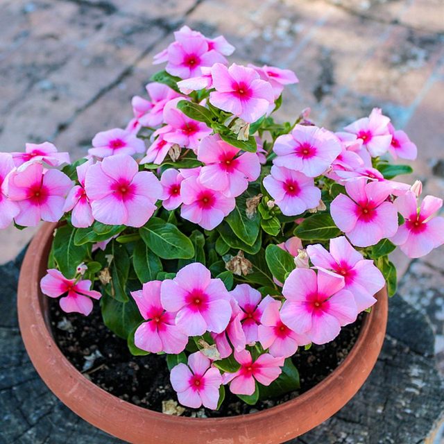 ແກ່ນດອກກຸຫລາບ Catharanthus ເບີກບານທຸກໆມື້ໃນພາກຮຽນ spring, ທົນທານຕໍ່ຄວາມຮ້ອນ, ທົນທານຕໍ່ໄພແຫ້ງແລ້ງ, ງ່າຍຕໍ່ການປູກໃນລະບຽງໃນເຮືອນ potted ເມັດພືດ courtyard.