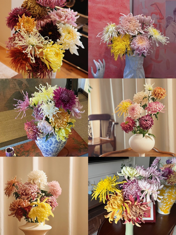 【Freshly Picked and Shipped from the Base】National Style Large Chrysanthemum Cut Flowers|Single-Head Large Chrysanthemum Fresh Cut Flowers (Free Shipping Via Sf Express Cold Chain) 【Freshly Picked and Shipped from the Base】National Style Large Chrysanthemum Cut Flowers|Single-Head Large Chrysanthemum Fresh Cut Flowers (Free Shipping Via Sf Express Cold Chain)