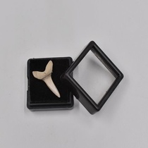 Shark tooth fossil stone decoration real tooth specimen diy personality toy animal necklace pendant boutique Commemorative