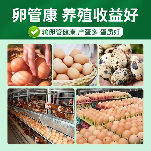 Курица, лекарство уток, курица, добавка для смешанного корма, курица, фаллопиевый туберит