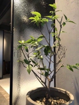 Water pattern glass Changhong glass art embossed glass door living room doors and windows bathroom screen partition can be tempered glass