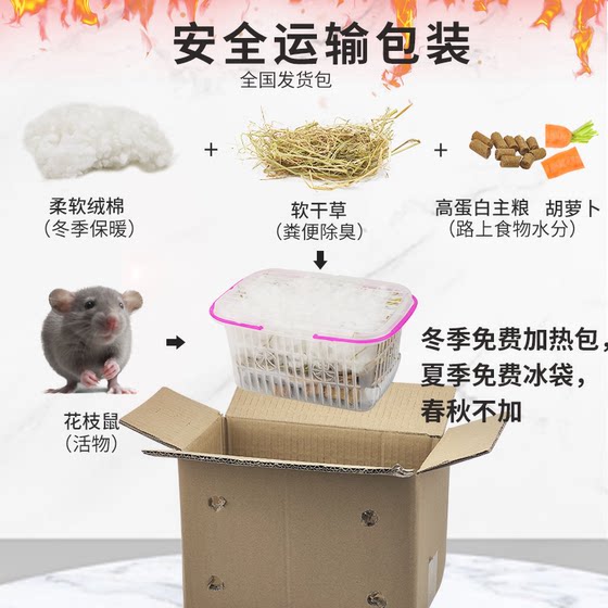 Max flower rat live animal live baby general dormitory small pet supplies cage flying elephant ear domestic baby rat