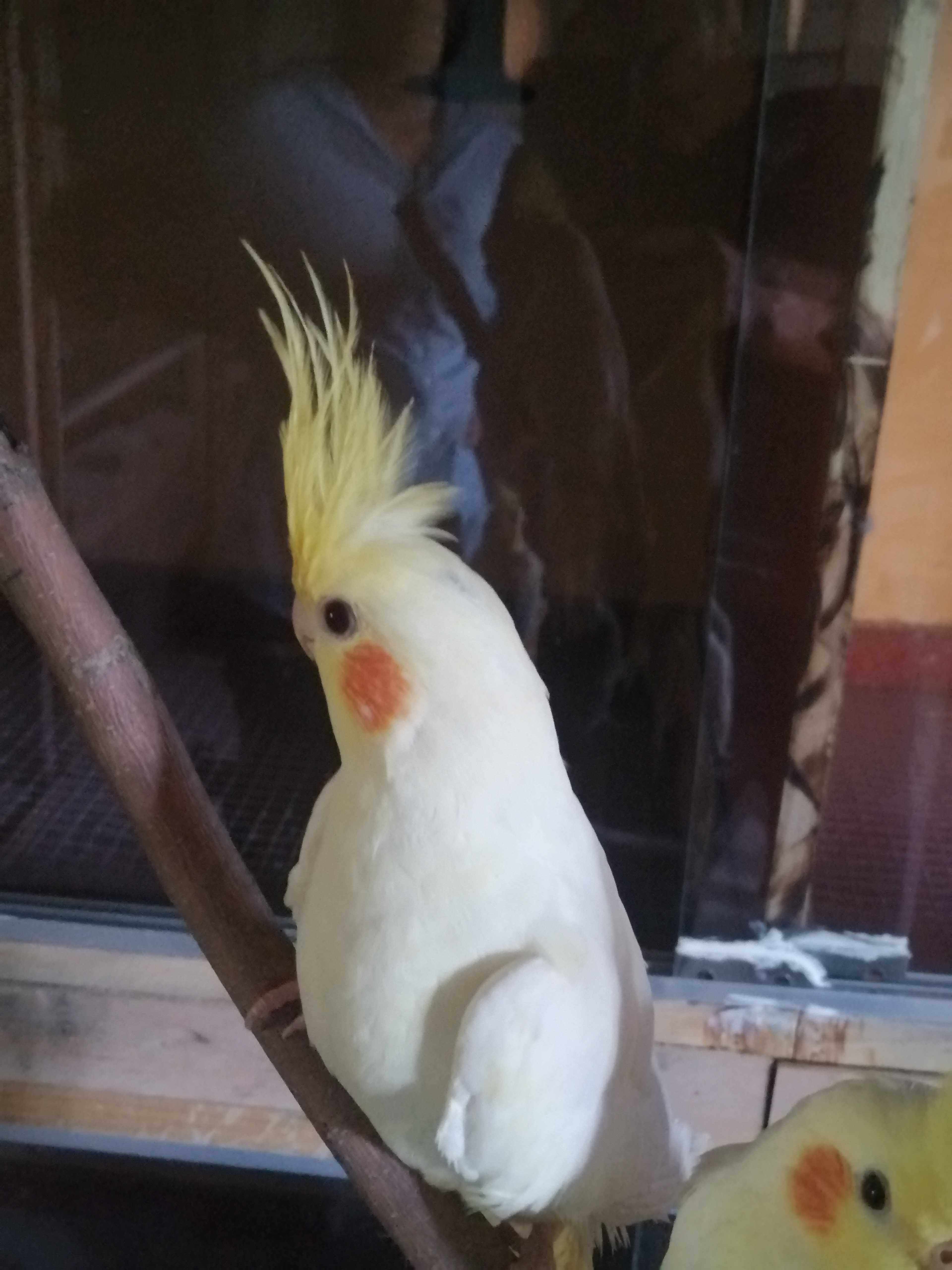 Six to seven months a yellowing parrot. (Wrap up the risk)