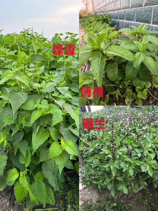 The Golden Trio of Hojicha, Peilan, and Mint, Essential for Summer Heat Relief in Nantong, Can Be Used for Making Tea and Consumption, with Free Shipping