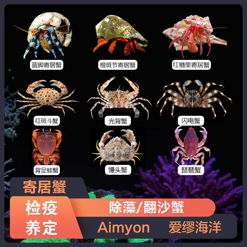 🎨 快乐宠物 🦀 - 蓝脚寄居蟹糖果蟹光背蟹琵琶蟹背足蛙蟹红斑蟹蜘蛛蟹馒头蟹闪电蟹-蟹-淘宝好物网