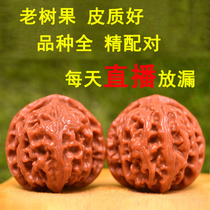 Text to play with playful hands playing Mountain Hemp Walnut Lion Head Big Official Hat Tiger Head Apple Orchard Dry Brushed Old Walnut