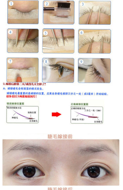 Sản phẩm mới 12 hàng dày đặc Hàn Quốc ghép màu đơn sắc ghép màu trồng mi giả màu đen cộng với màu tím dày tự nhiên - Lông mi giả keo dán mí