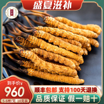 (Affordable for self-use)Yunlu fresh Cordyceps Sinensis first stage freeze-dried Cordyceps 5-6 grams 10 grams