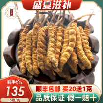 (Origin delivery)Yunlu First stage Cordyceps Lyophilized Cordyceps Cordyceps 5 grams gift box