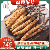 Yunlu Cordyceps Lyophilized Natural Cordyceps Non-Yushu First Period Cordyceps Gift Box 4 grams