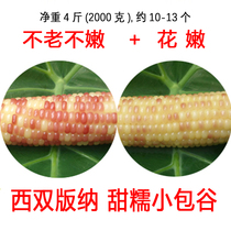 Dai waxy corn (not old not tender not tender) Yunnan Xishuangbanna sweet sticky small bag valley freshly cooked 4 pounds