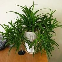 Indoor potted flowers green leaves hanging orchid green leaves easy to feed hydroponic green plants