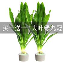 Large-leaf Nine Crown aquatic plant aquarium fish tank lazy water plant purifies water quality and is easy to maintain and durable ornamental plant Green Nine Crown