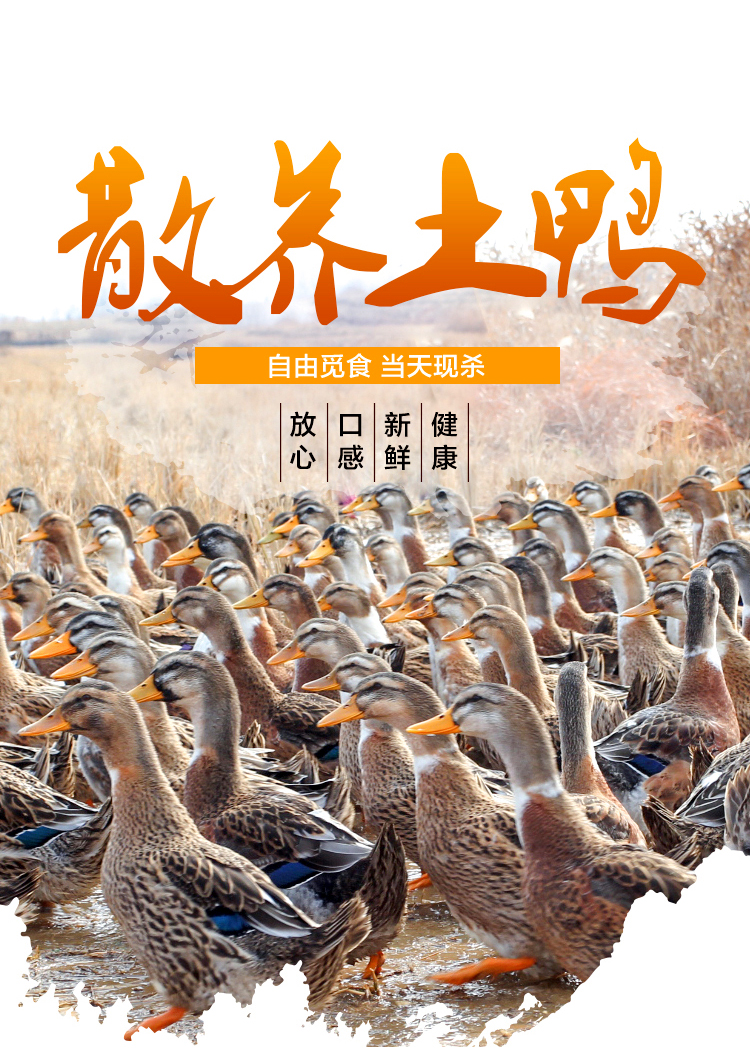 湖州农家散养老鸭子 3斤 现杀现发 图1