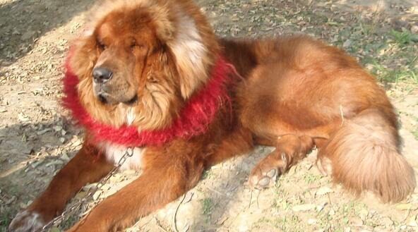 世界十大最兇猛的狗 淘寶海外 世界十大最兇猛的狗 淘寶海外