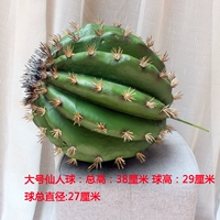 Большой кактус без кастрюли