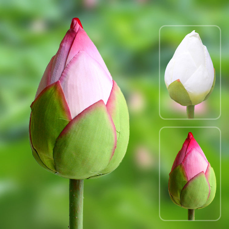High simulation lotus bud with pole and long branch, lotus flower bone, floor flower bud, fresh white Zen Buddha flower