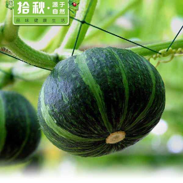 拾秋 板栗味贝贝南瓜 5斤 优惠券折后￥14.9包邮（￥34.9-20）