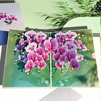 Phalaenopsis ★ новые продукты