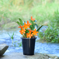 Jiangnan Maple Cattelan with basin to ship Dendrobium Dendrobium Miao Potted Rare Chiite Dendrobium Flower Plant Green Planting Bonsai