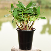 Jiangnan Maple Perfume Dendrobium Contains Black Basin Dendrobium Dendrobium Miao Potted Dendrobium Flower Plant Small Green Planting Bonsai Indoor