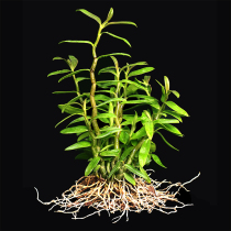 Dendrobium seedling fortune tree Office tiger Piran green plant flower hydroponic plant Bonsai potted plant planting seedlings