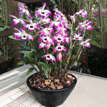 Dendrobium dendrobium miao stone dendrobium broccoli red orchid red water golden hairpin ball flower dendrobium plant bonsai flower green plant potted plants
