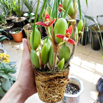 Coffee orchid fragrant armpit lip orchid plant potted green plant Novice plant potted seedlings Indoor hydroponic green plant